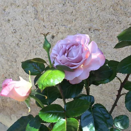 Hébergement de vacances Les Rosiers Gites